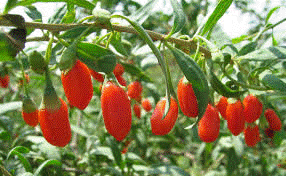 goji2